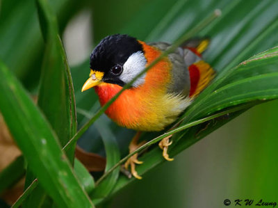 Silver-eared Mesia (銀耳相思鳥)