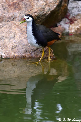 White-breasted Waterhen DSC_8469