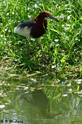 Chinese Pond Heron in bleeding plumage DSC_9198