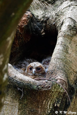 Baby Collared Scops Owl DSC_8940