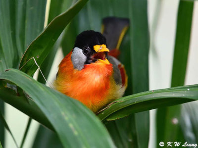 Silver-eared Mesia DSC_9520