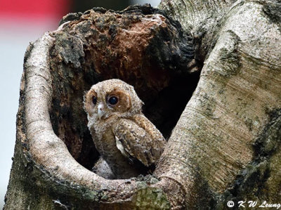 Baby Collared Scops Owl DSC_0119