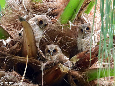 Baby Collared Scops Owl DSC_0270