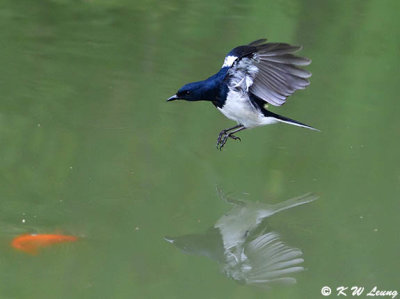 Oriental Magpie Robin DSC_8554