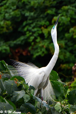 Little Egret with Plumes in Courtship Display DSC_8070