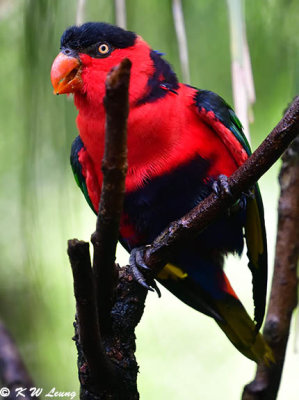 Black-capped Lory DSC_9491