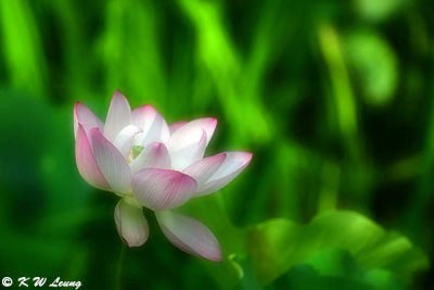 Lotus DSC_0389