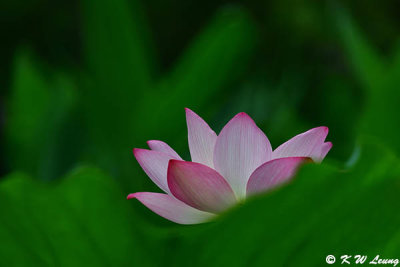 Lotuses (荷花)