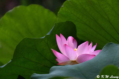 Lotus DSC_0406