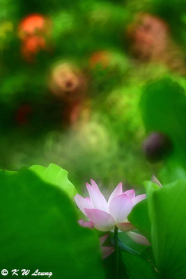 Lotus DSC_0405