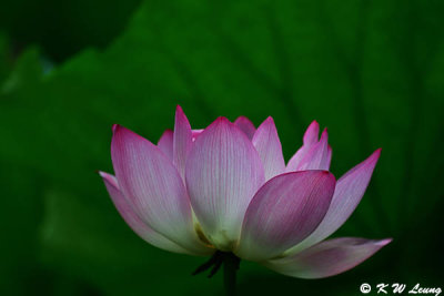 Lotus DSC_0415