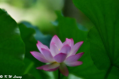 Lotus DSC_0399