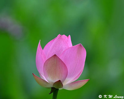 Lotus DSC_0311