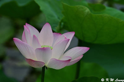 Lotus DSC_0268