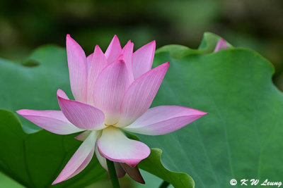 Lotus DSC_0290