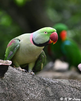 Alexandrine Parakeet DSC_0185