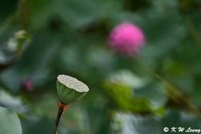 Lotus Pod DSC_0953