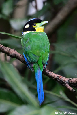 Long-tailed Broadbill (長尾闊嘴鳥)