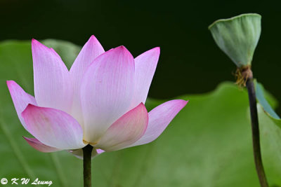 Lotus DSC_2383