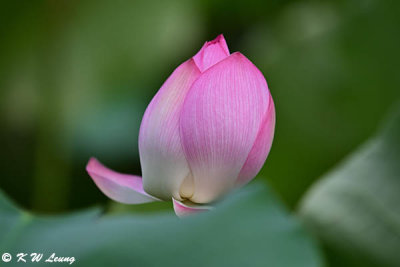 Lotus DSC_2397