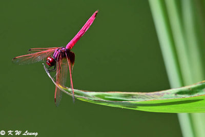 Trithemis aurora DSC_2530