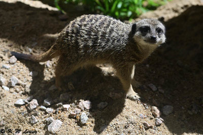 Meerkat DSC_2635