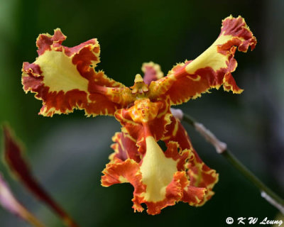 Orchid DSC_2630