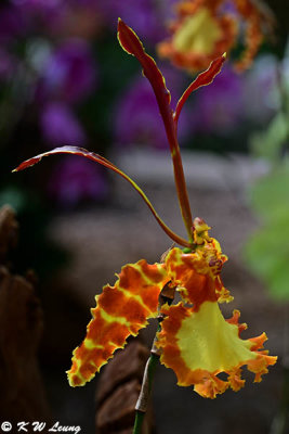 Orchid DSC_2589
