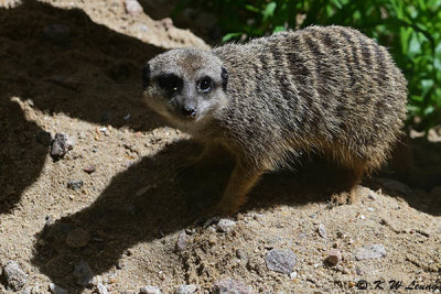 Meerkat DSC_2684