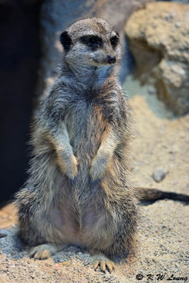 Meerkat DSC_2665