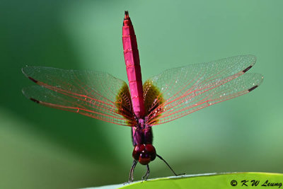 Trithemis aurora DSC_2533