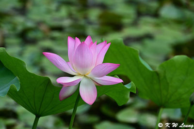 Lotus DSC_0273