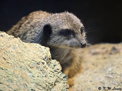 Meerkat DSC_2721