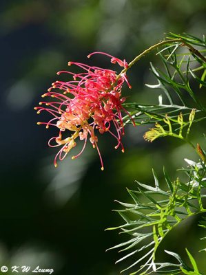 Grevillea robusta DSC_0429