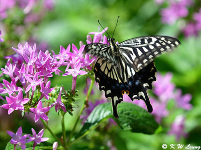 Papilio xuthus DSC_0478