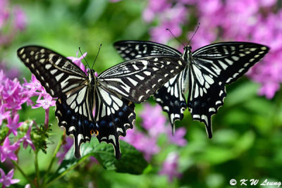 Papilio xuthus (柑橘鳳蝶)