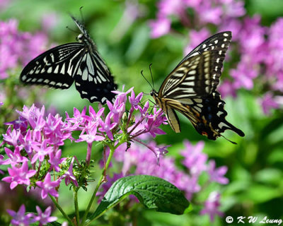 Papilio xuthus DSC_0467