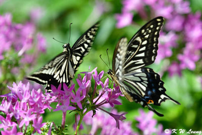 Papilio xuthus DSC_0469