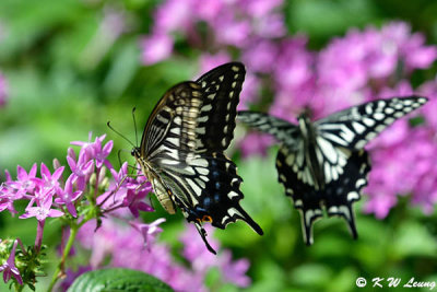 Papilio xuthus DSC_0465