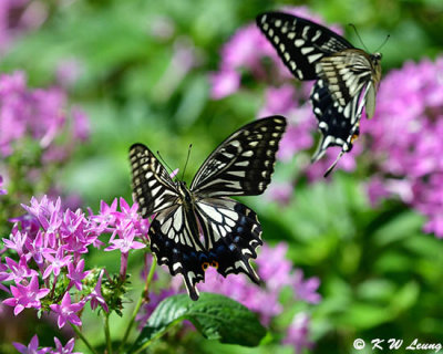 Papilio xuthus DSC_0477