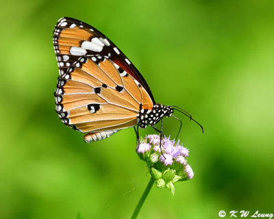 Danaus chysippus DSC_1200