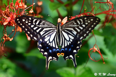 Papilio xuthus DSC_0995