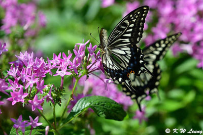 Papilio xuthus DSC_0471