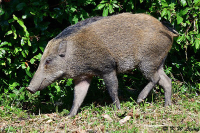 Wild boar DSC_1355