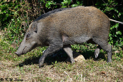 Wild boar DSC_1357
