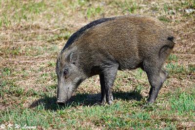 Wild boar DSC_1361