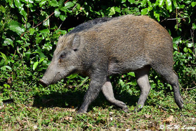 Wild boar