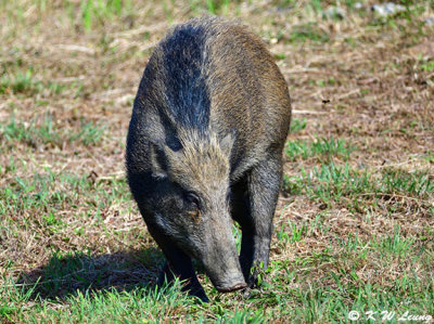 Wild boar DSC_1362