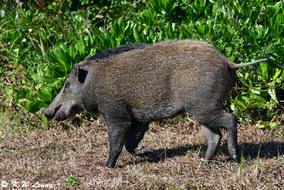 Wild boar DSC_1367