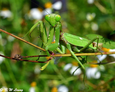Large Green Mantis DSC_1484
